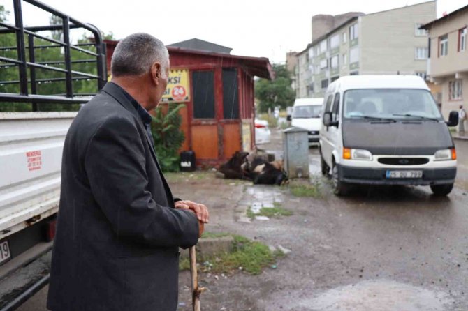 Kurbanlık koyunlar elektrik akımına kapıldı