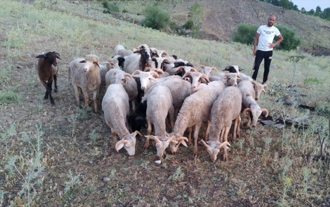 Konya'da kaybolan 21 koyun dron ile bulundu