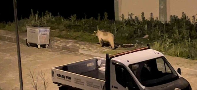 Acıkan ayılar her gün ilçe merkezinde yiyecek arıyorlar