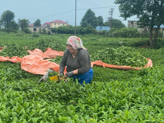 ÇAYKUR üreticiden 10 günde 3 bin 668 ton yaş çay aldı
