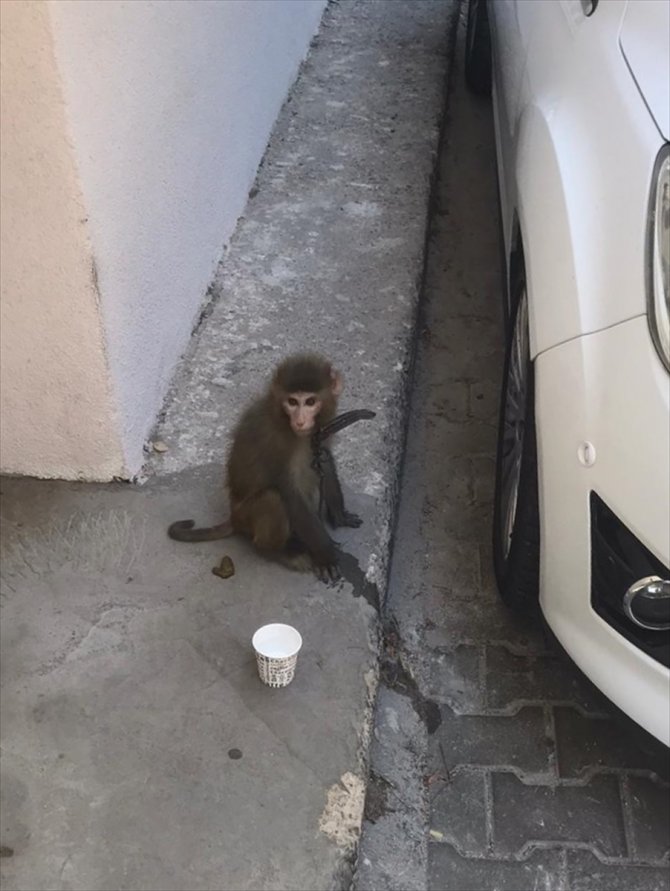 Sokakta bulunan maymun koruma altına alındı