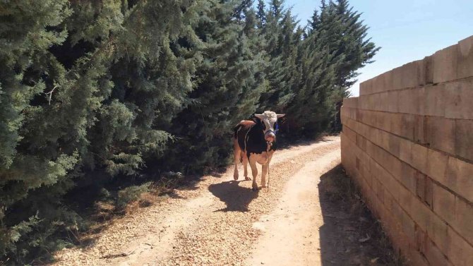 Bayramda kaçan 20 kurbanlık yakalandı