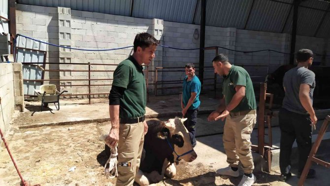 Bayramda kaçan 20 kurbanlık yakalandı