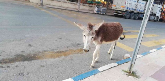 Eşek firar edip şehir merkezine indi