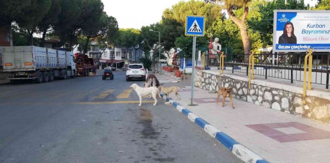 Eşek firar edip şehir merkezine indi