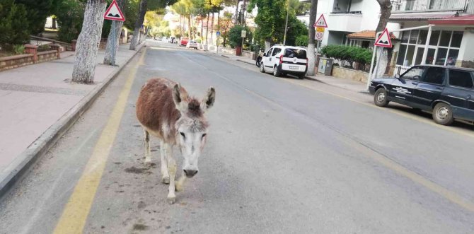 Eşek firar edip şehir merkezine indi