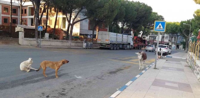 Eşek firar edip şehir merkezine indi