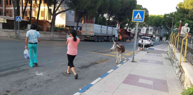 Eşek firar edip şehir merkezine indi