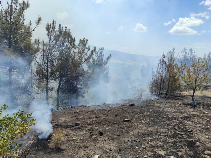 Manisa'da orman yangını; 2 hektardaki kızılçam yandı