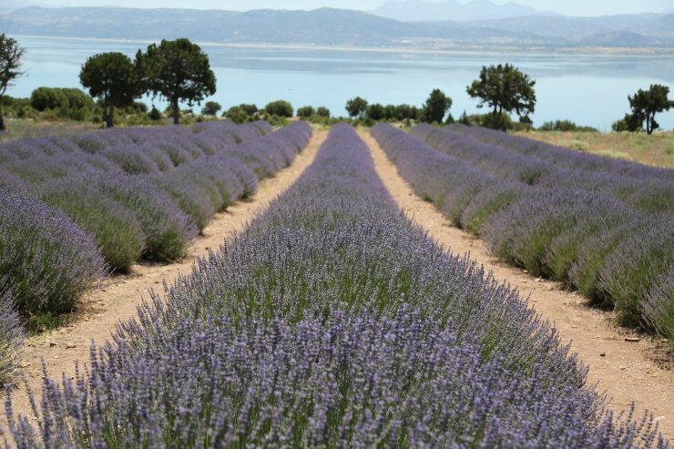 Türkiye'de lavanta üretilen alan 20 bin dekara yükseldi