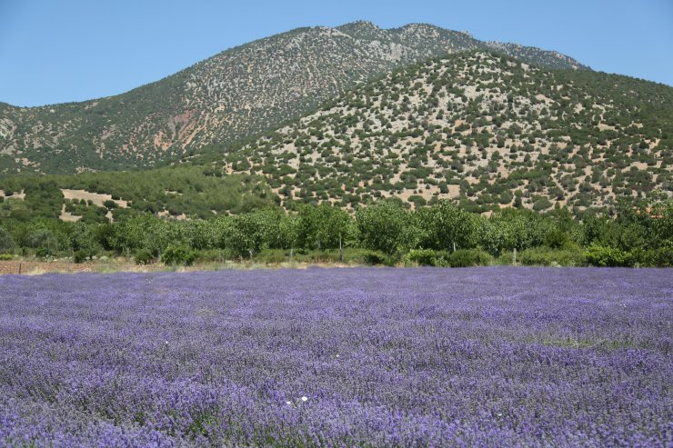 Türkiye'de lavanta üretilen alan 20 bin dekara yükseldi