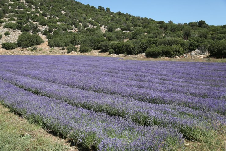 Türkiye'de lavanta üretilen alan 20 bin dekara yükseldi