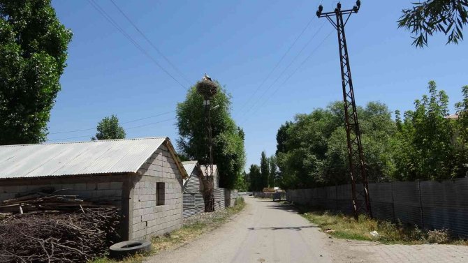 Leylek yavruları uzun göç için uçuşa hazırlanıyor