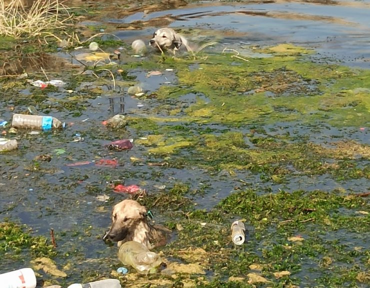 Nusaybin’de sulama kanalında düşen 3 köpek kurtarıldı
