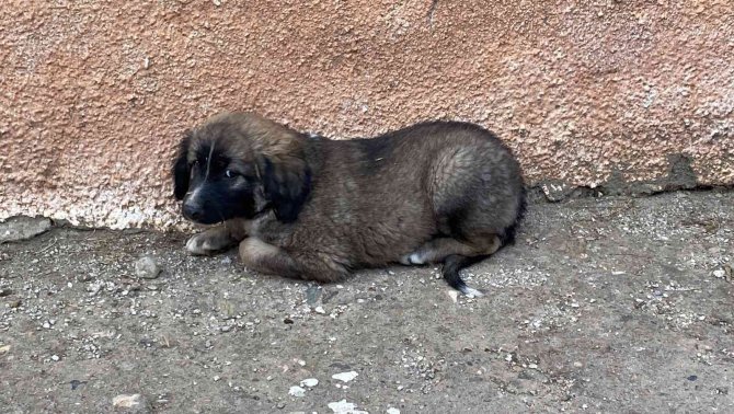 40 derece sıcaklıkta yavru köpeği kurtarmak için seferber oldular