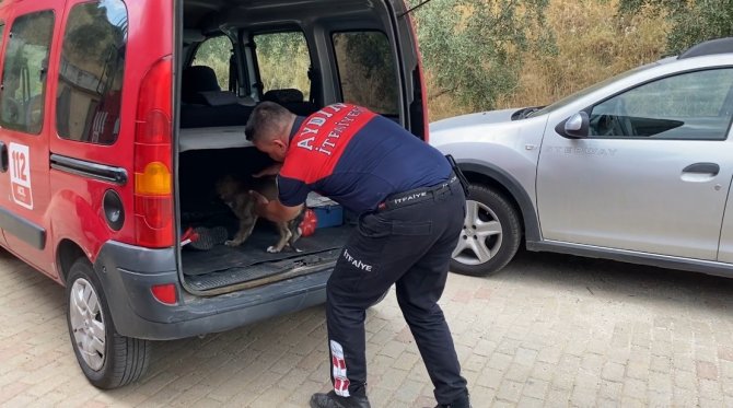 40 derece sıcaklıkta yavru köpeği kurtarmak için seferber oldular