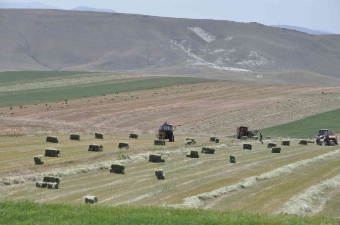 Çiftçilerin ot biçme mesaisi başladı