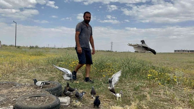 Güneşte dans eden güvercinler hayran bıraktı