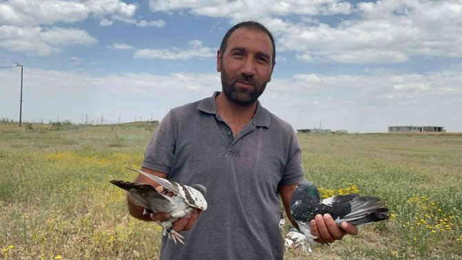 Güneşte dans eden güvercinler hayran bıraktı