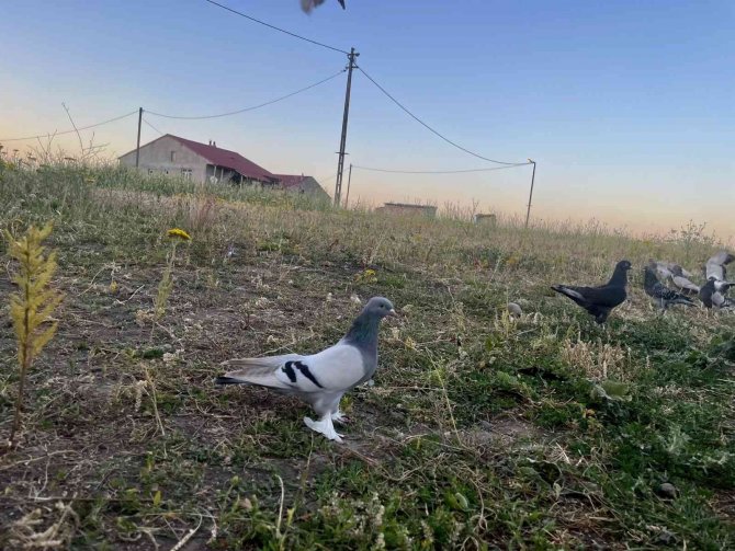 Güneşte dans eden güvercinler hayran bıraktı