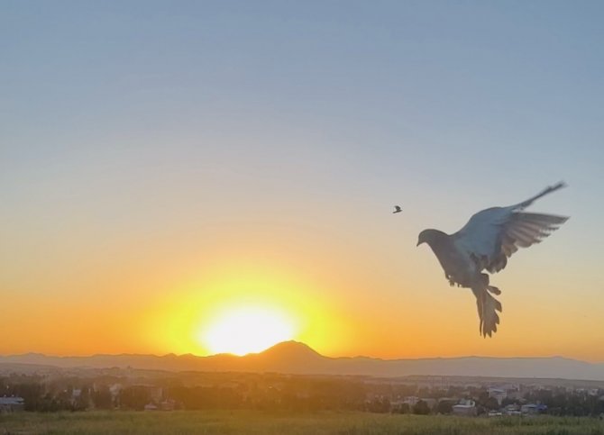 Güneşte dans eden güvercinler hayran bıraktı