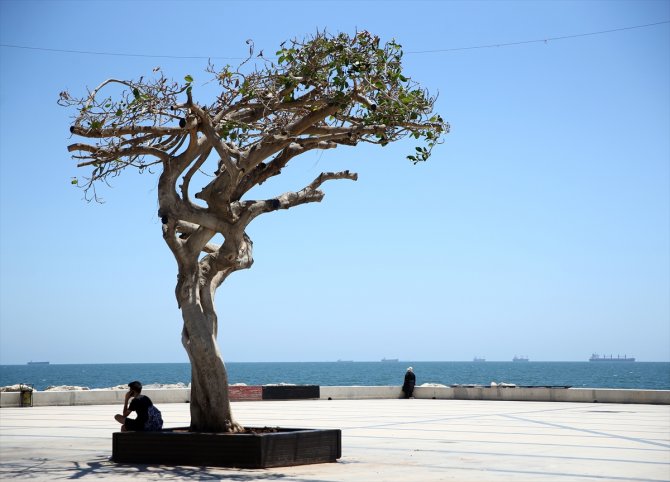 Mersin sahilinin "simge ağacı"na matkapla zarar veren 3 kişi gözaltına alındı