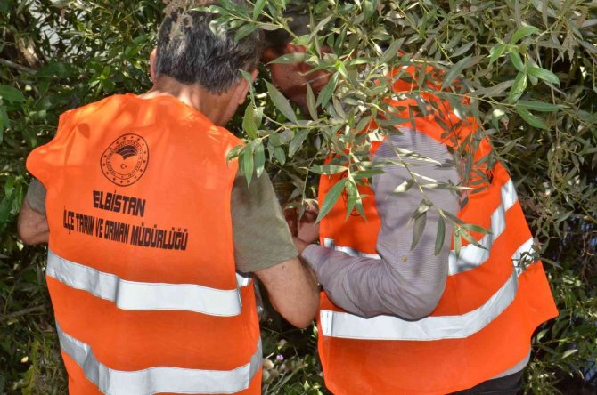 Ceyhan Nehri’nde oksijensiz kalan balıklar telef oldu