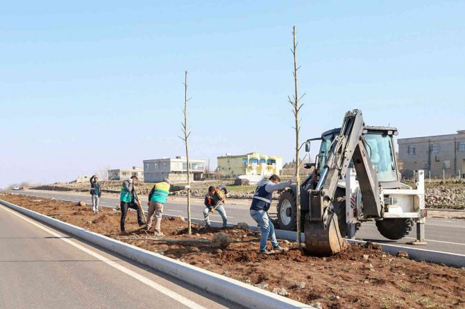 Diyarbakır’da farklı türlerde bin 700 ağaç dikildi