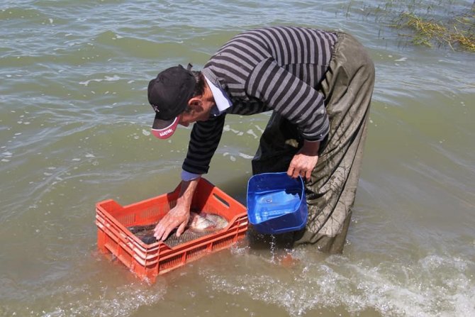 İstilacı balık türü araştırılıyor