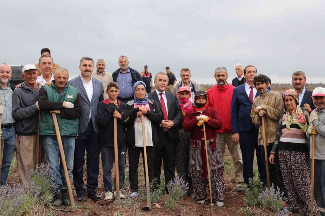 Tokat’ta, 650 dekar alanda lavanta hasadı