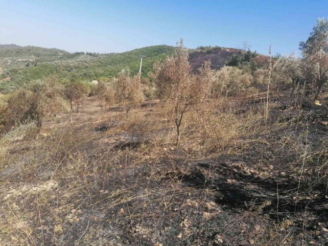 Yangından zarar gören zeytin ağaçları için çalışma başlatıldı