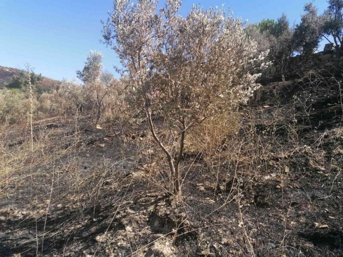 Yangından zarar gören zeytin ağaçları için çalışma başlatıldı