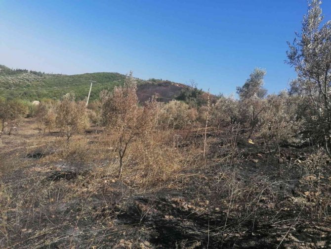 Yangından zarar gören zeytin ağaçları için çalışma başlatıldı