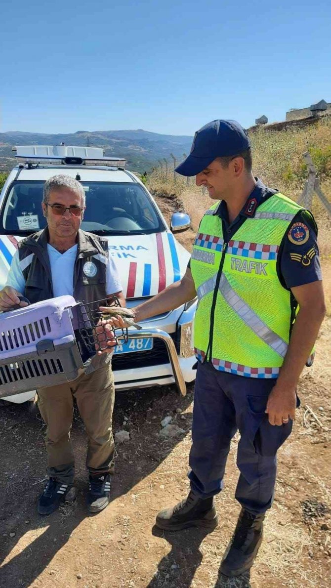 Kanadı kırık arı kuşuna jandarma sahip çıktı