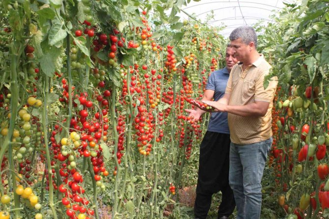 Rengarenk ürettiği domateslerle iki kat fazla kazandı