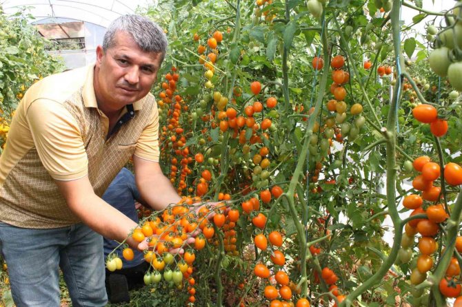 Rengarenk ürettiği domateslerle iki kat fazla kazandı