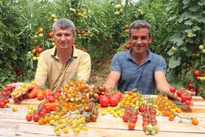 Rengarenk ürettiği domateslerle iki kat fazla kazandı