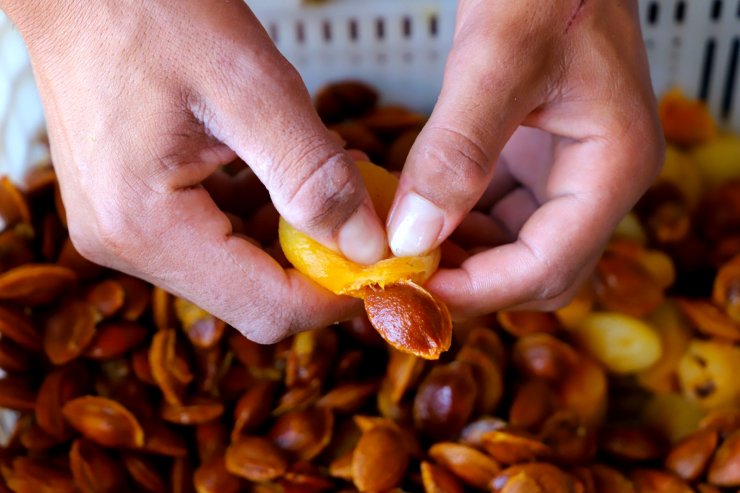 Malatya'da 20 bin mevsimlik işçi ile kayısı hasadı devam ediyor