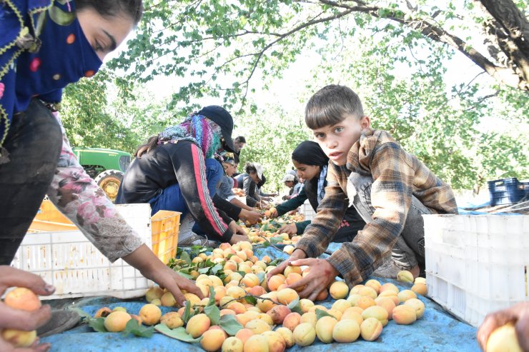 Malatya'da 20 bin mevsimlik işçi ile kayısı hasadı devam ediyor