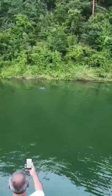 Baraj gölünde yüzen ayı görüntülendi