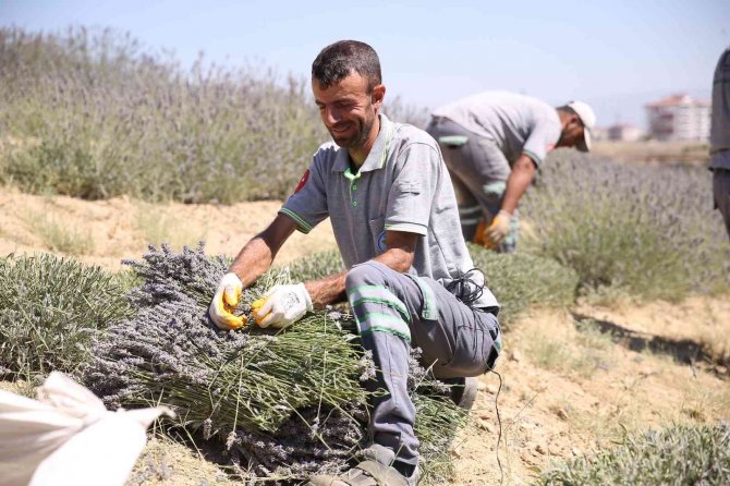 Denizli’nin mor bahçesinde lavanta hasadı yapıldı