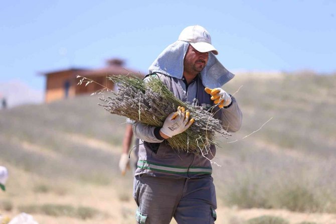 Denizli’nin mor bahçesinde lavanta hasadı yapıldı