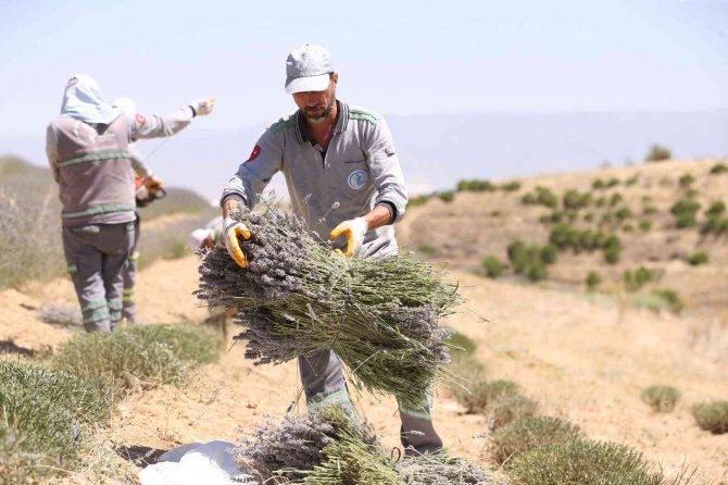 Denizli’nin mor bahçesinde lavanta hasadı yapıldı