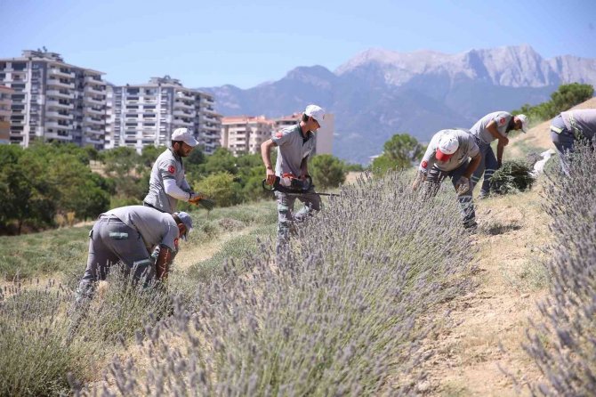 Denizli’nin mor bahçesinde lavanta hasadı yapıldı