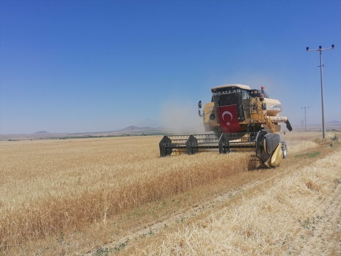 Konya'da sertifikalı organik tohumla ekim yapılan buğday tarlasında hasat yapıldı