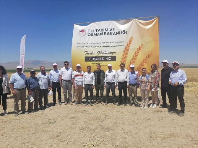 Konya'da sertifikalı organik tohumla ekim yapılan buğday tarlasında hasat yapıldı