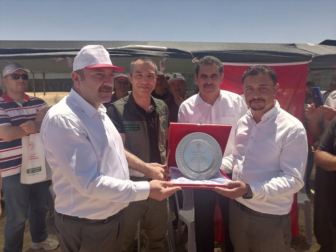 Konya'da sertifikalı organik tohumla ekim yapılan buğday tarlasında hasat yapıldı