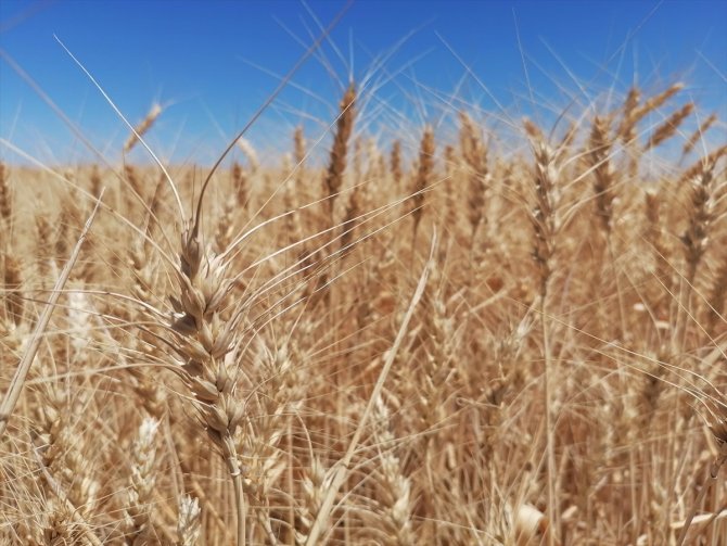 Konya'da sertifikalı organik tohumla ekim yapılan buğday tarlasında hasat yapıldı