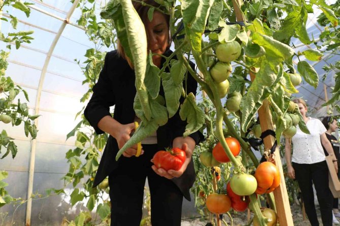 Yerli ‘Maniye’ domatesi coğrafi işaretle tescillendi