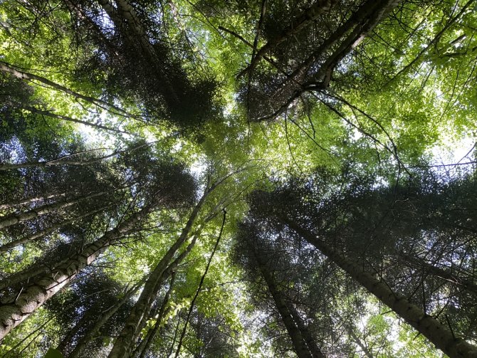 Ağustosu bir anda ocak ayına çeviren şelale: Kızılcasu